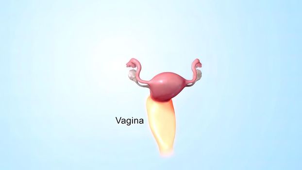 Female reproductive organ, sperm entering the canal. 3D illustration