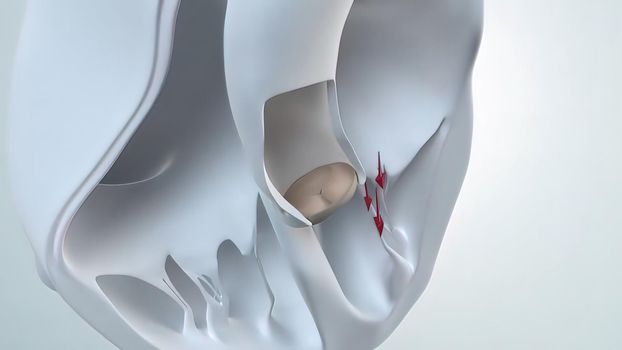 The aortic valve is a valve in the human heart between the left ventricle and the aorta. It is one of the two semilunar valves of the heart, the other being the pulmonary valve. 3D Render