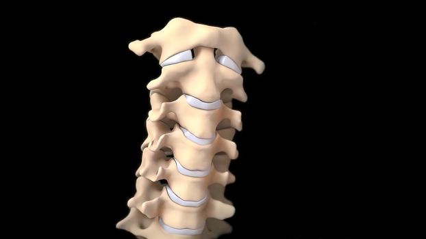 3D medical illustration of cervical spine 3D illustration