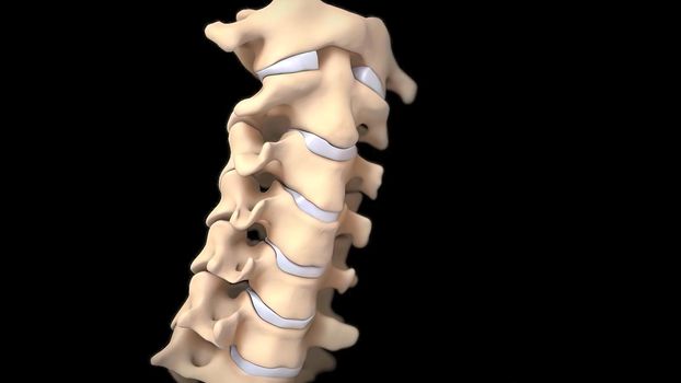 Cervical discs are the cushions or shock absorbers between the bones (vertebra) of the neck (cervical spine) 3D illustration