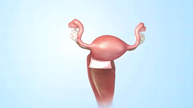 Female Reproductive System 3D illustration