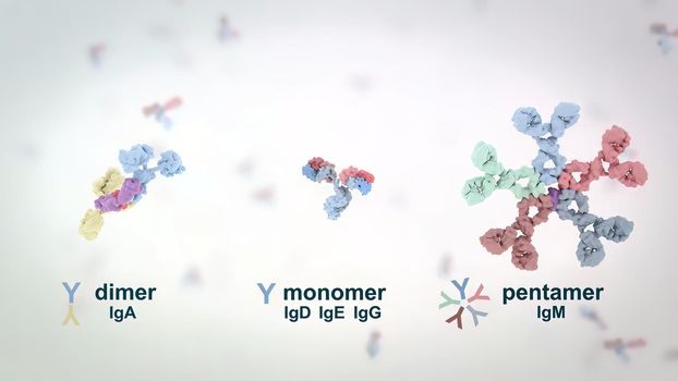 Antibodies are proteins produced by the immune system to fight infections. 3D Render