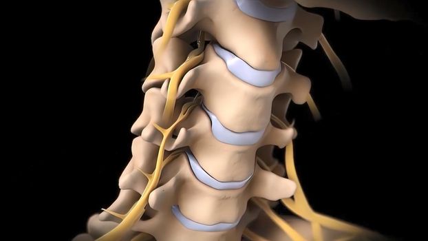 Human spine with nerve roots. 3D Render