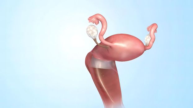 Female Reproductive System 3D illustration