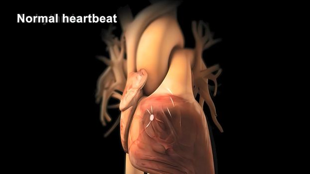 Cardiac Conduction System 3D illustration