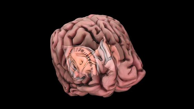 Brain damage is an injury that causes the destruction or deterioration of brain cells. 3D illustration