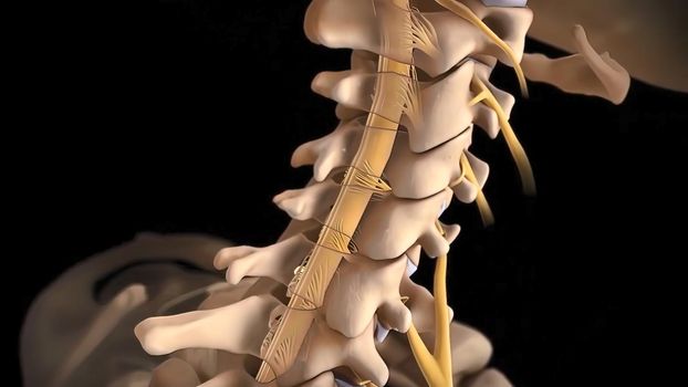 Human spine with nerve roots. 3D Render