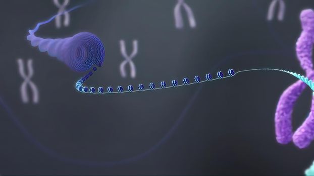 3d illustration X chromosomes. Telomerase restores short bits of DNA known as telomeres.