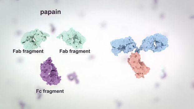 Antibodies are proteins made by the immune system to fight infections such as viruses and can help prevent the same infections from occurring in the future. 3D Render