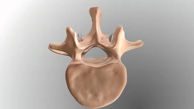 Chronic Low Back Pain. showing pain in the lower back 3D illustration