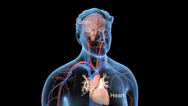 Animated transparent man blood circulation system. Heart and brain 3D Illustration