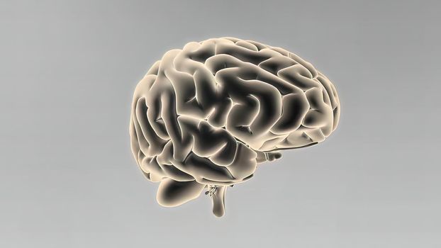 Medical 3D illustration of human brain 3d illustration