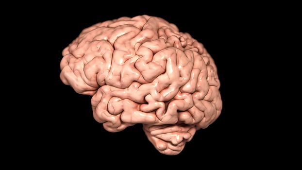 Rotating brain anatomy on black background. 3D medical illustration .