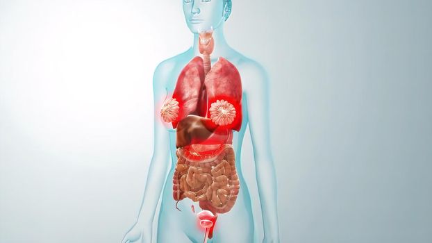 human internal organs Anatomy For Medical Concept 3D Illustration .