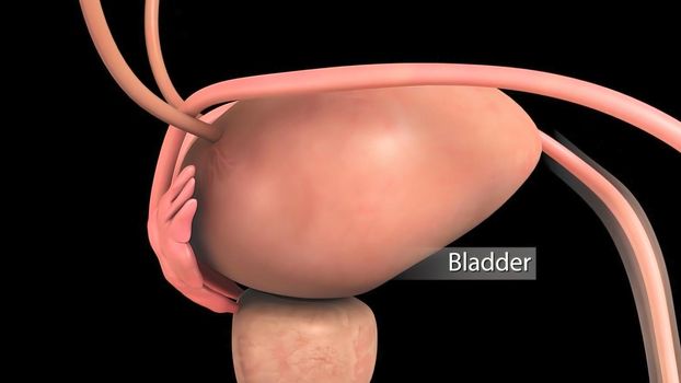 Human Gall Bladder Anatomy With Digestive System For Medical Concept. 3D Illustration
