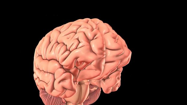 Mild traumatic brain injury may affect your brain cells temporarily. More-serious traumatic brain injury can result in bruising, torn tissues, bleeding and other physical damage to the brain. 3D illustration