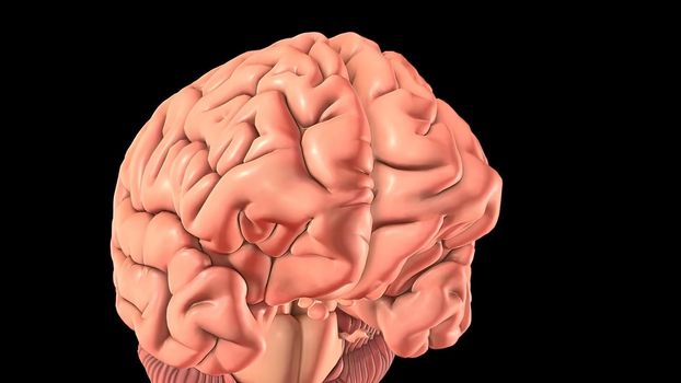 Mild traumatic brain injury may affect your brain cells temporarily. More-serious traumatic brain injury can result in bruising, torn tissues, bleeding and other physical damage to the brain. 3D illustration