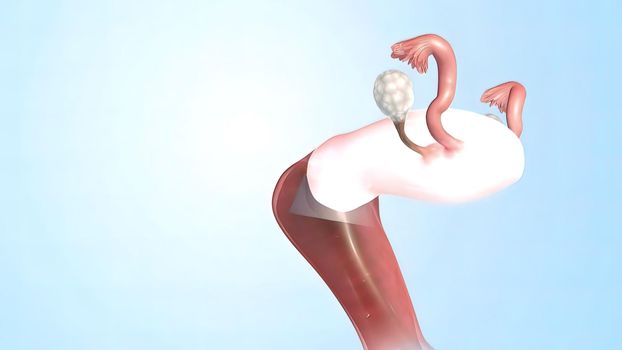 Female Reproductive System 3D illustration