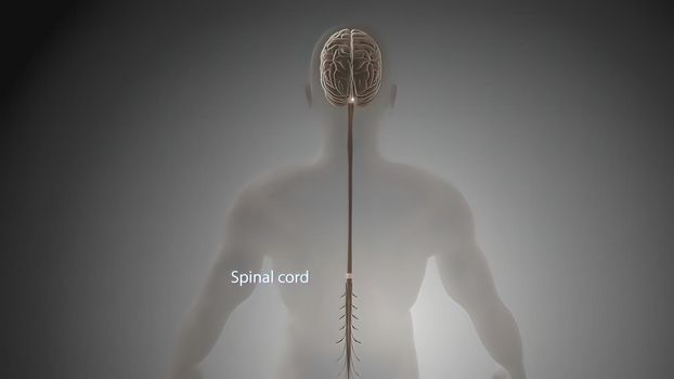 Signals from the spinal cord and transmitted to the brain. 3D illustration