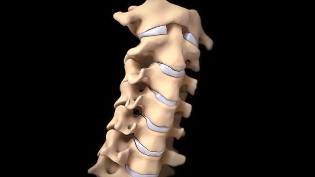 Human spine with nerve roots. 3D Render