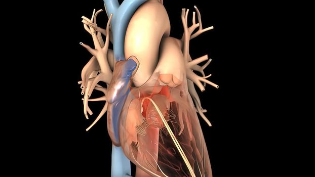 Disruption and enlargement of the heart rhythm 3D Render