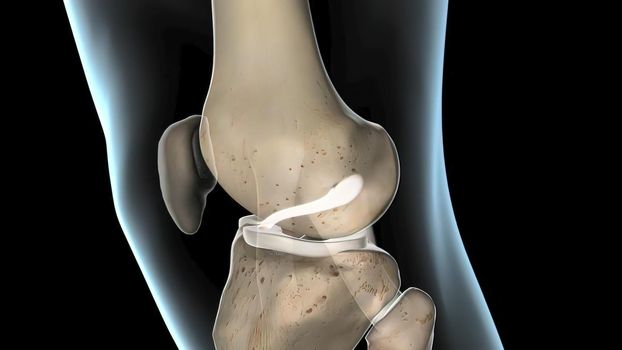 anterior cruciate ligament, the knee joint 3D Render