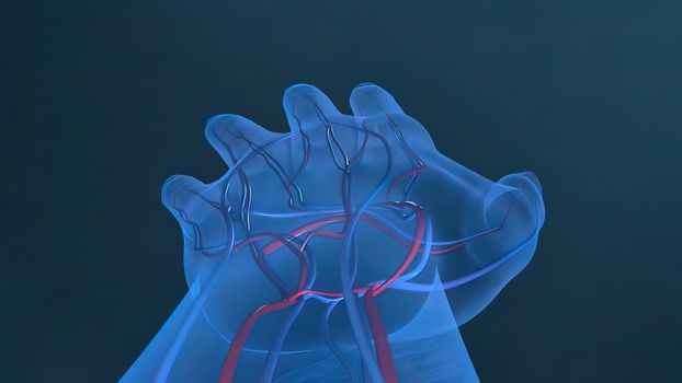 Vascular pathways leading to the fingers .3D Illustration