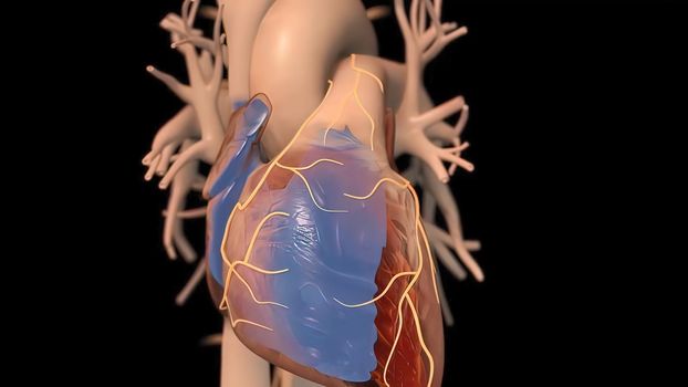 It means respiratory failure due to heart failure, edema, growth in the liver and obvious disease. 3D illustration