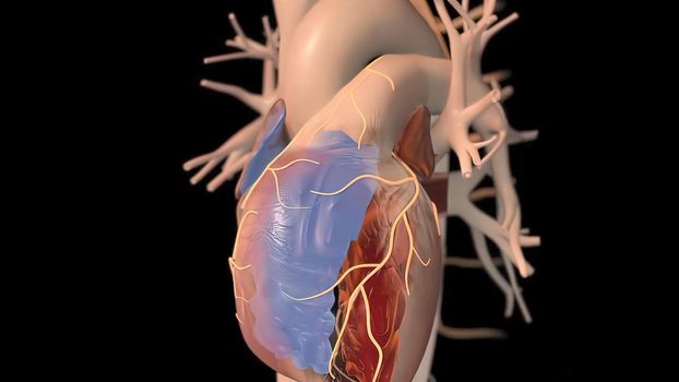 medical 3d illustration of the human heart and vascular system