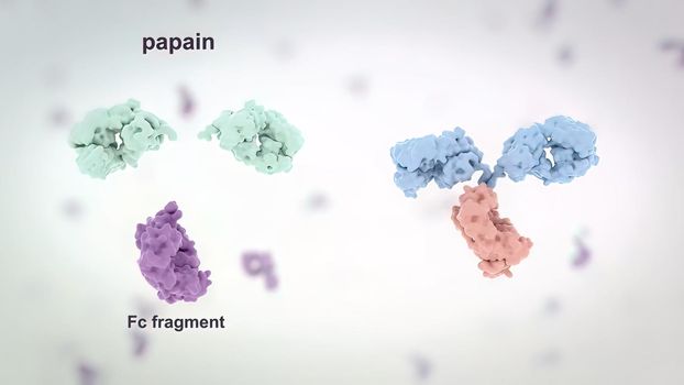 Antibodies are proteins made by the immune system to fight infections such as viruses and can help prevent the same infections from occurring in the future. 3D Render