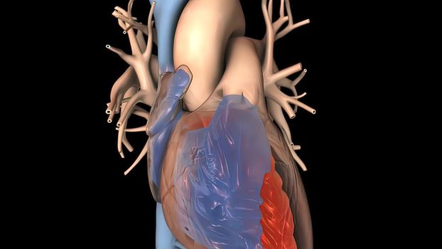 Disruption and enlargement of the heart rhythm 3D Render