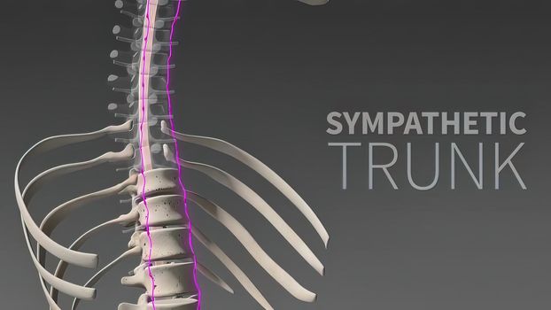 3D illustration Showing The Human Nervous System .