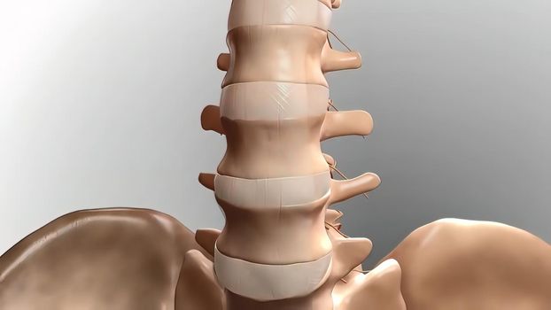 Chronic Low Back Pain. showing pain in the lower back 3D illustration