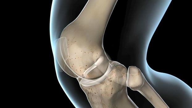 anterior cruciate ligament, the knee joint 3D Render
