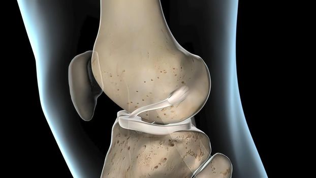 anterior cruciate ligament, the knee joint 3D Render