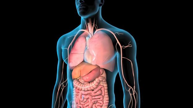 Human Circulatory System Heart Beat Anatomy 3D Render Concept. 3D