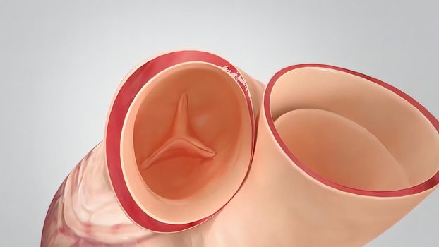 Healthy human heart and heart valve 3D illustration