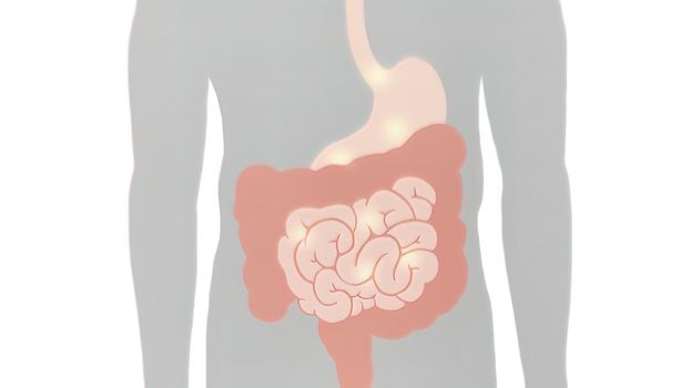 Schematic view of the digestive process in the human digestive system. Journey to the oral digestive system 3D illustration