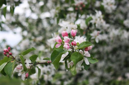 Red buds of a blooming apple tree in close-up. Red blooming bud of apple tree. Red blooming bud of apple tree.