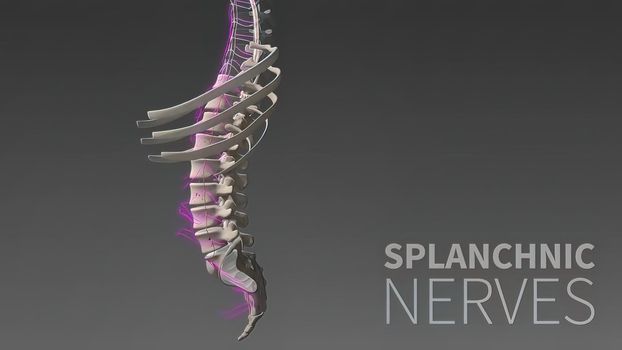3D illustration Showing The Human Nervous System .