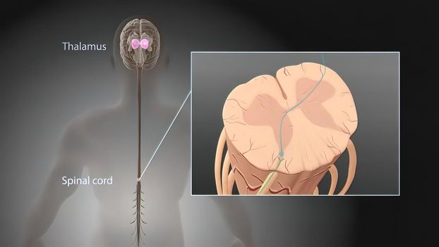 Signals from the spinal cord and transmitted to the brain. 3D illustration