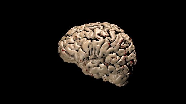 Medical 3D illustration of human brain .