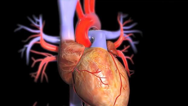 Human Circulatory System Heart Beat Anatomy 3D illustration