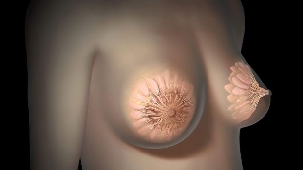 Female body, internal structure of the breast. 3D illustration