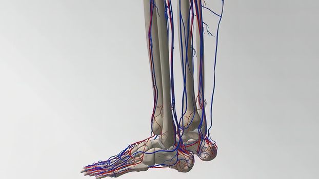 Cardiovascular System Human Blood Arteries And Veins 3D illustration