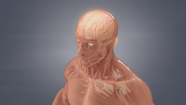 Human brain Anatomical Model 3D illustration