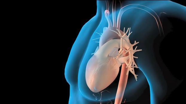 Human heart 3d illustration, Blood flow through the heart Human heart anatomy pumping blood through the cardiovascular system.