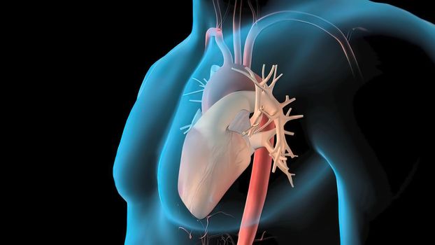 Human Circulatory System Heart Beat Anatomy 3D Render Concept. 3D
