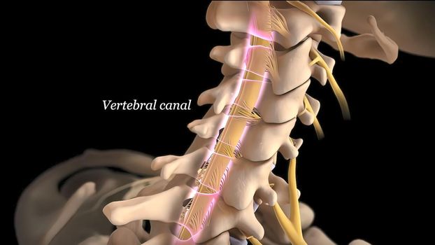 Brain and spinal system, vertebral canal 3D illustration