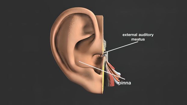 3d medical illustration of the Human Ear